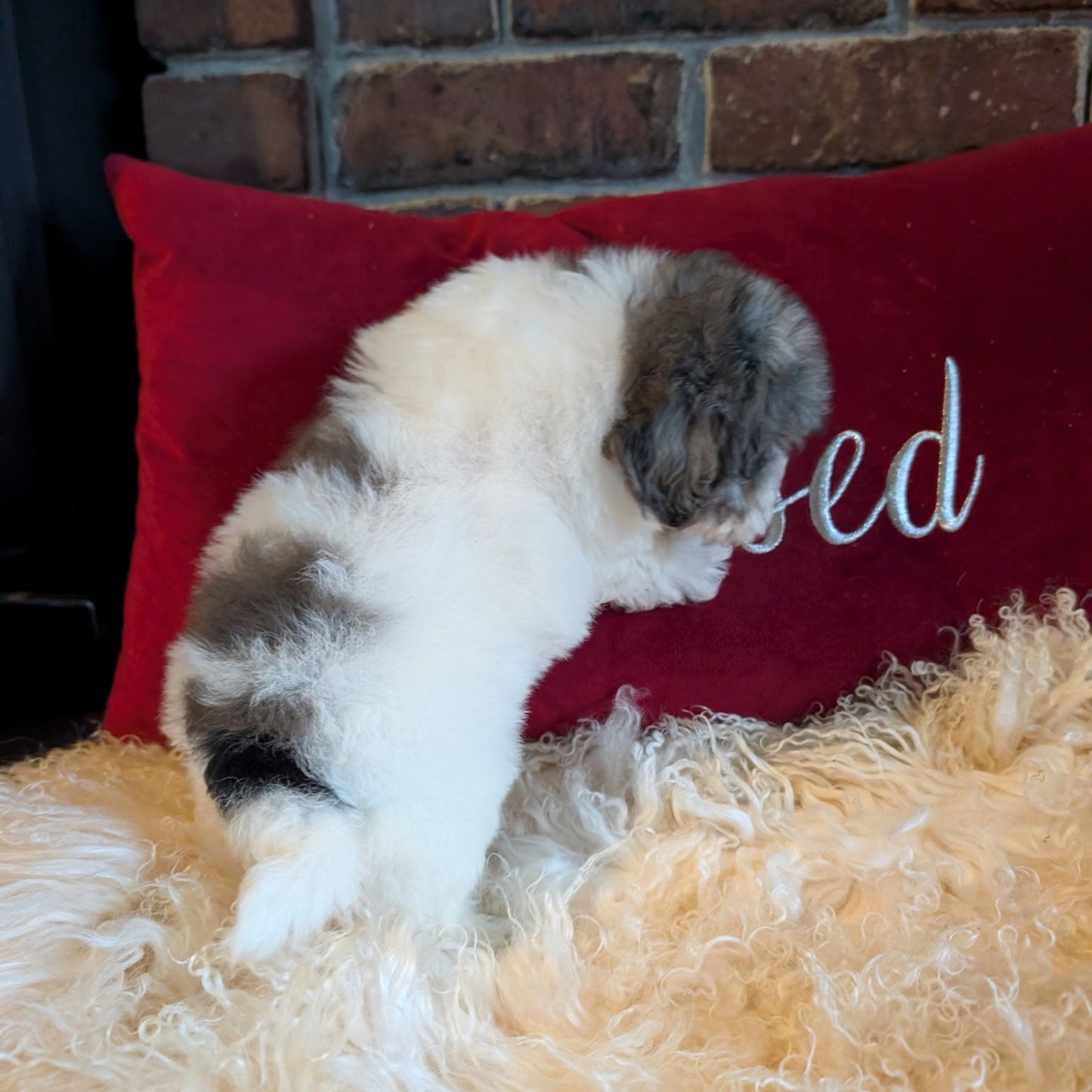 Dog lying on a fluffy surface with a red pillow in the background