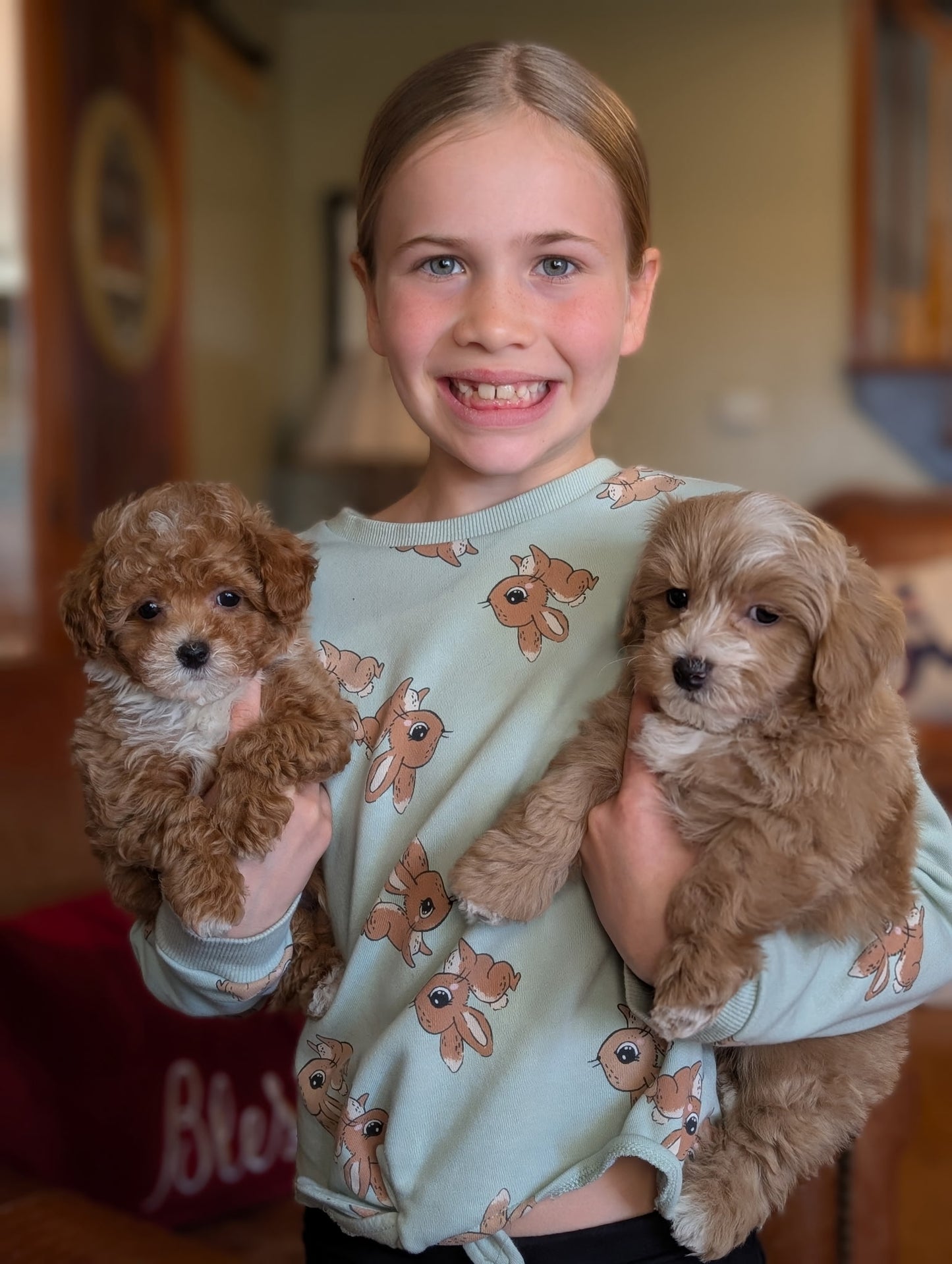 Young girl holding two small brown dogs in a home setting