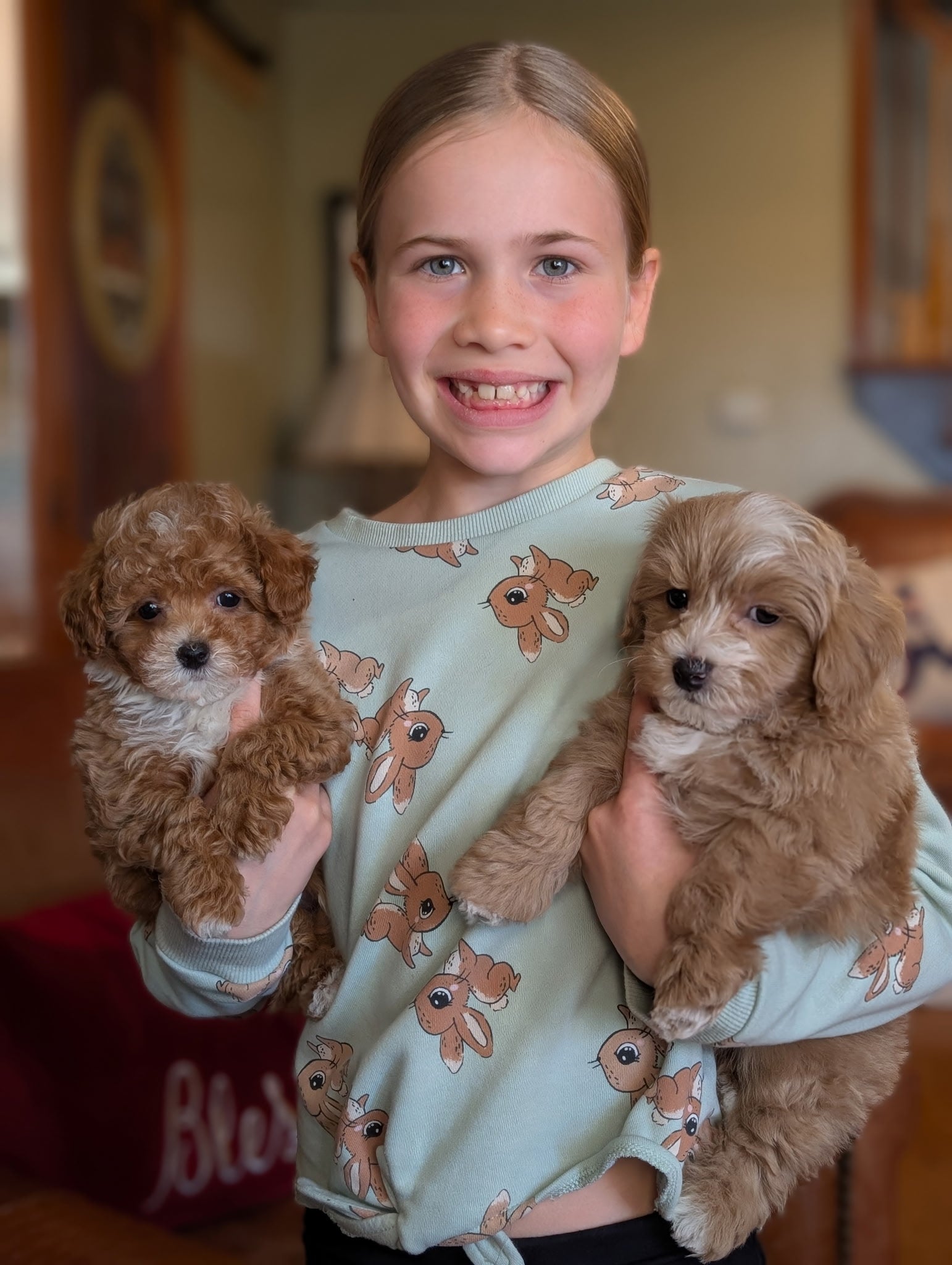 Young girl holding two small brown dogs in a home setting