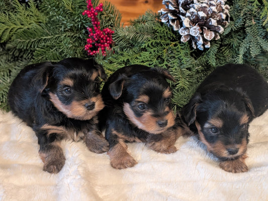 Little boy Yorkies born November 11