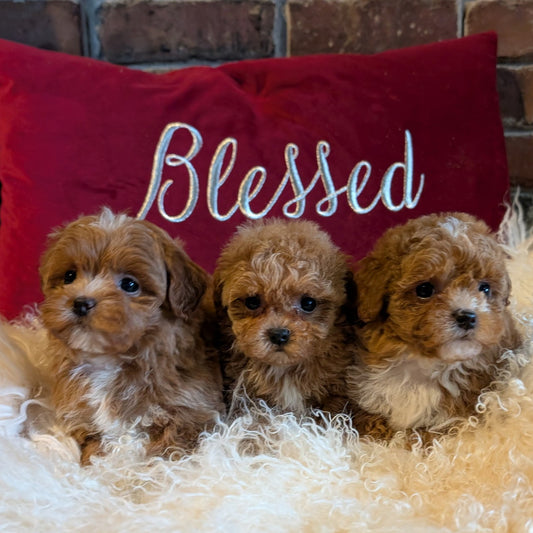 Three puppies sitting on a fluffy white surface with a red pillow behind them that says 'Blessed'.