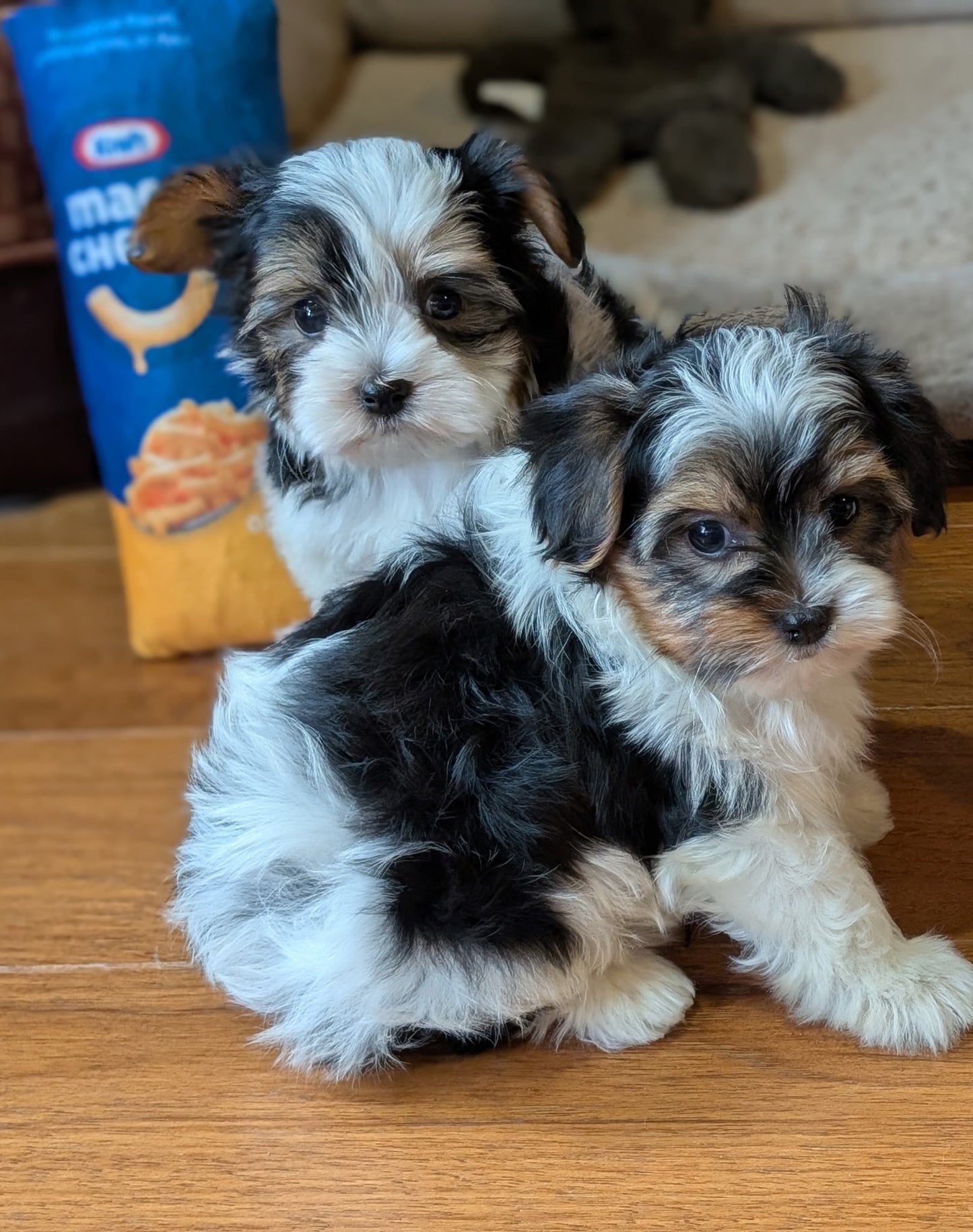 Male Biewer Morkies