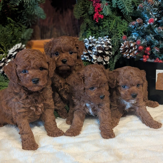 Adorable F1b Male Maltipoos born October 29