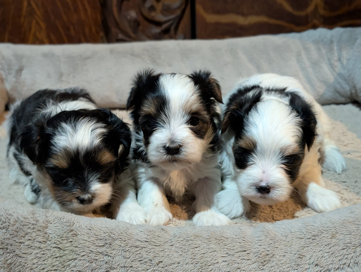 Playful Male Biewer Morkies