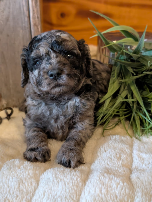 Ultra-mini, Male Merle Goldendoodle