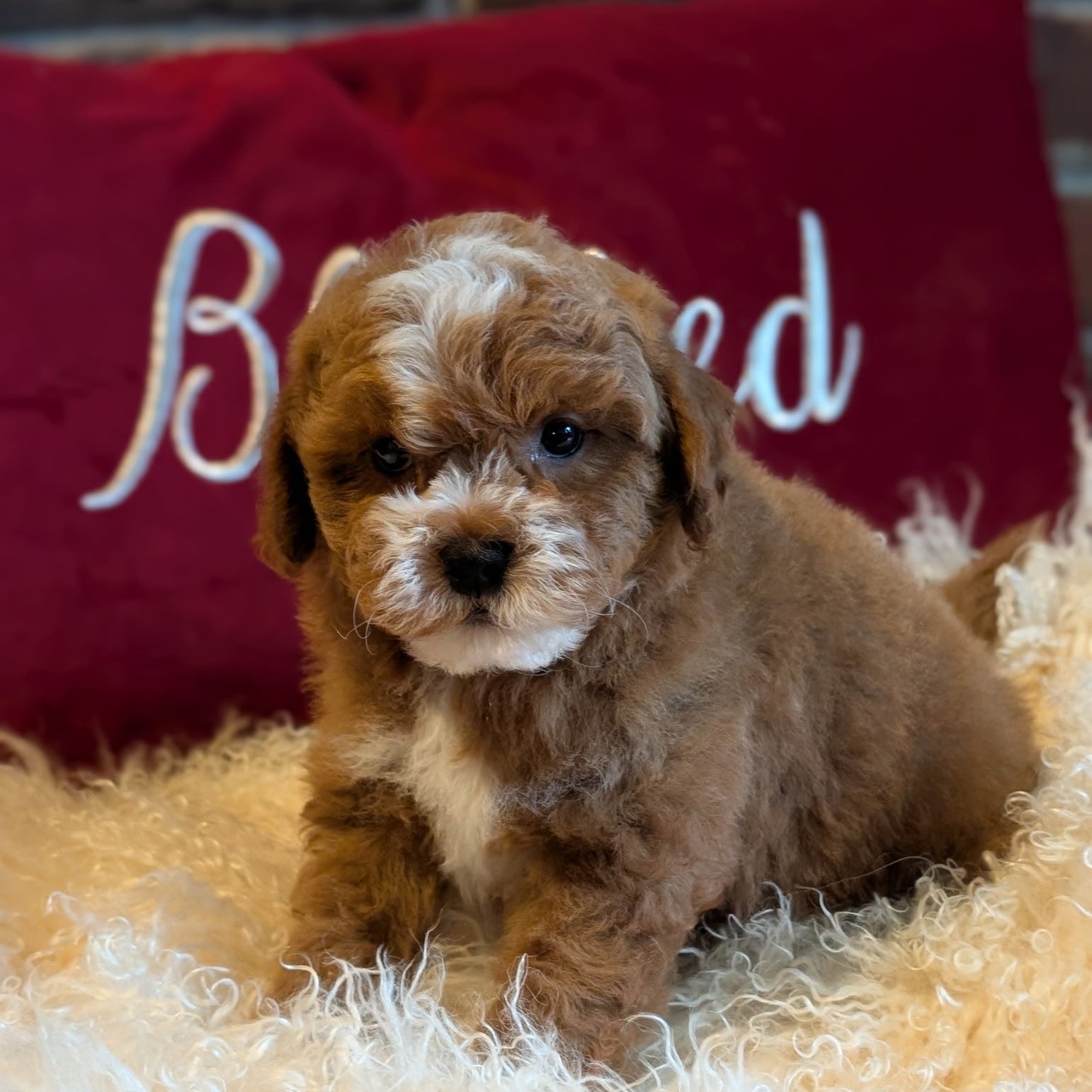 Small brown puppy sitting on a fluffy white surface with red pillows in the background.
