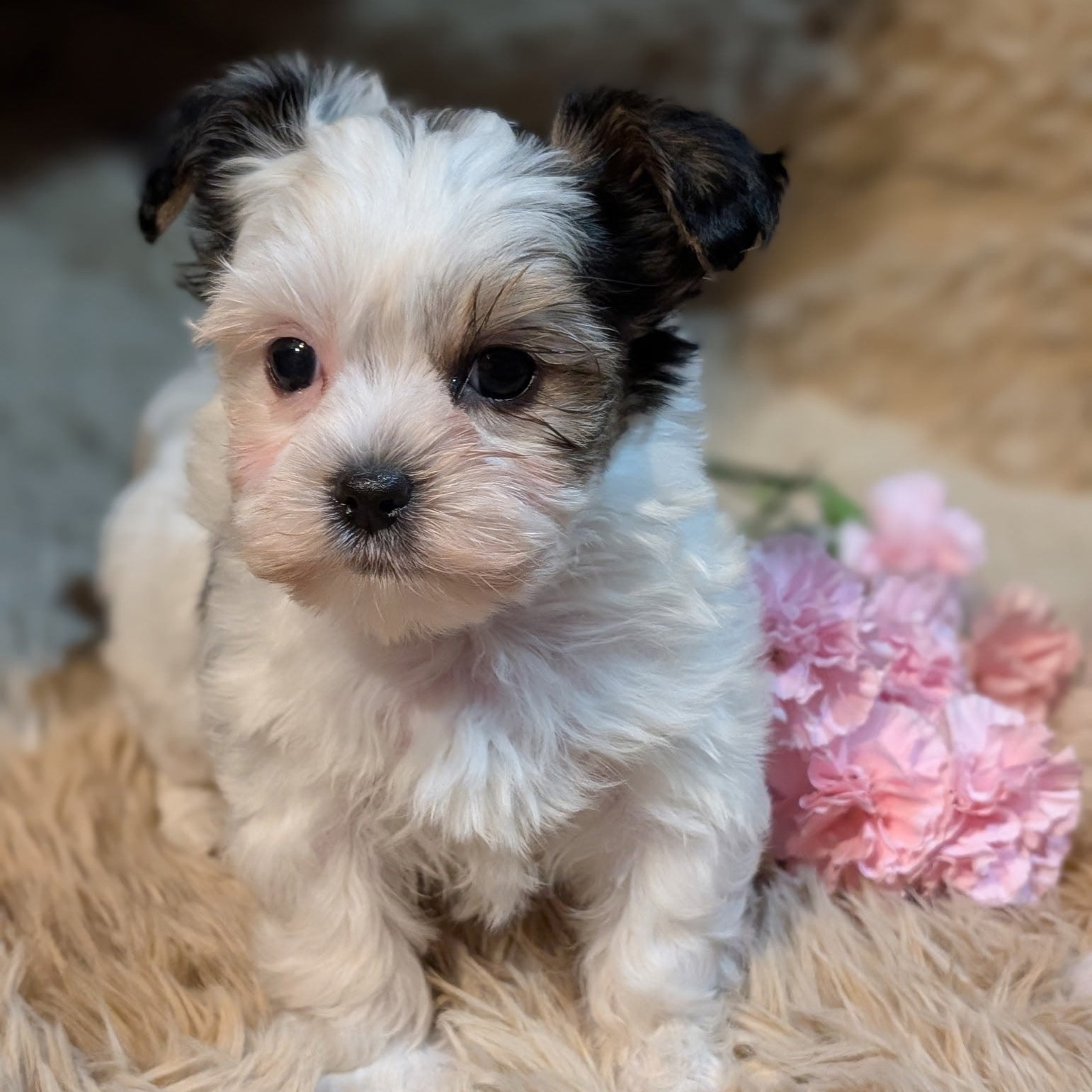Small white and black puppy sitting on a fluffy surface with pink flowers in the background