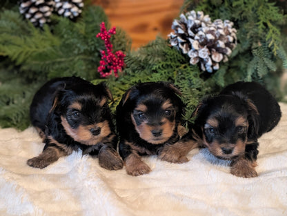 Little boy Yorkies born November 11