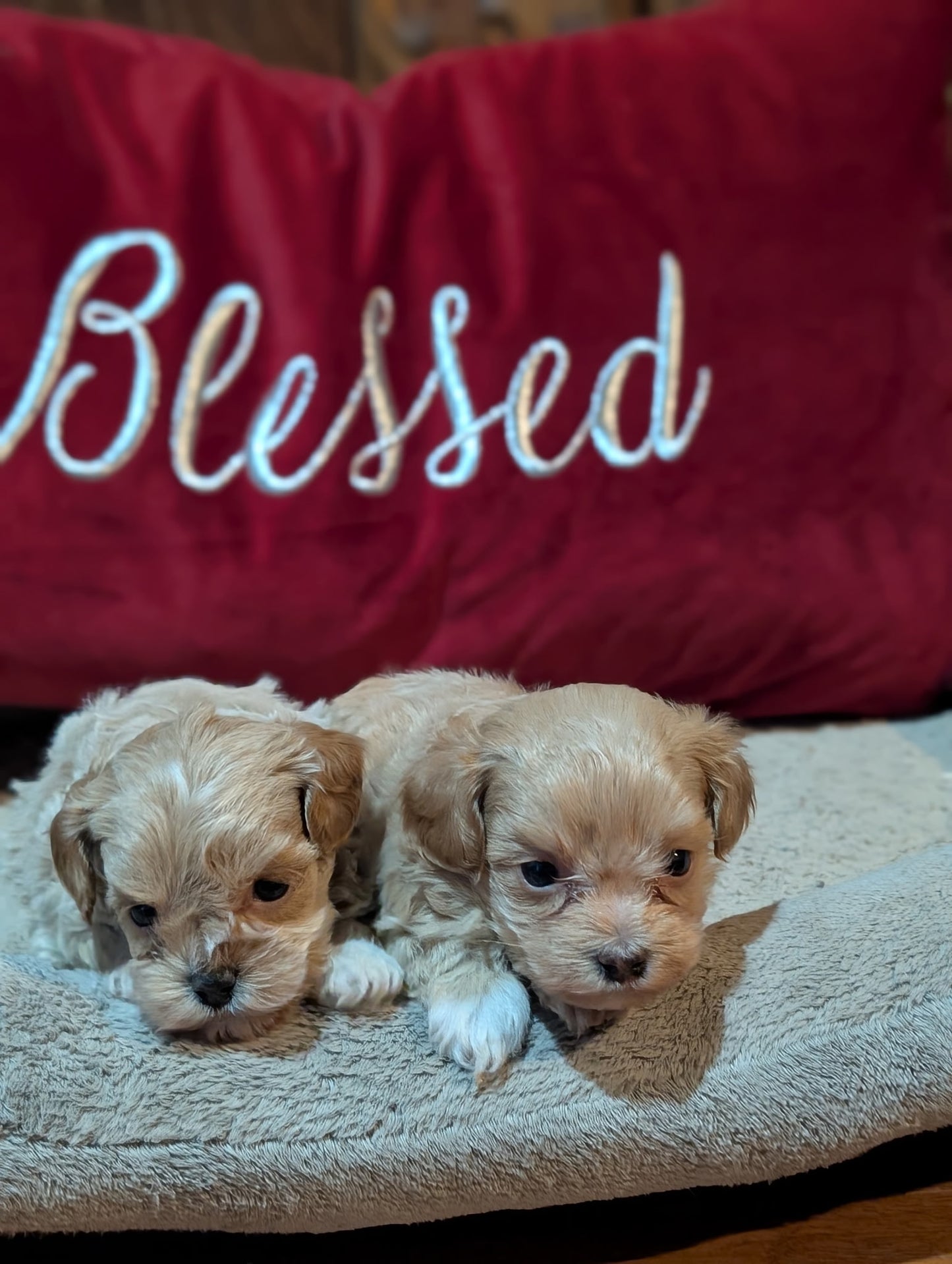 Two puppies lying on a blanket with a red pillow behind them that says 'Blessed'.
