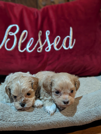 Two puppies lying on a blanket with a red pillow behind them that says 'Blessed'.