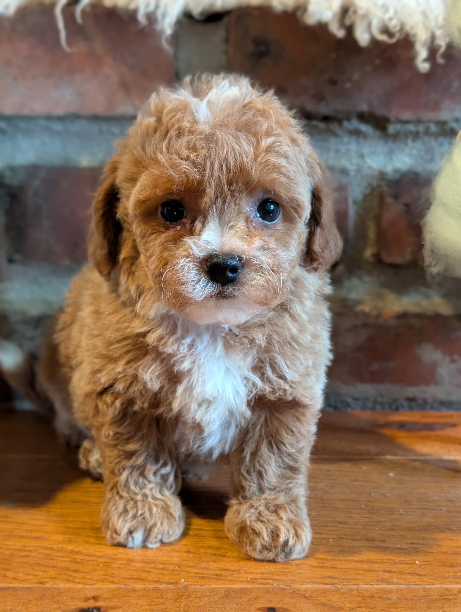 Small brown and white puppy standing on a wooden floor with a brick wall background