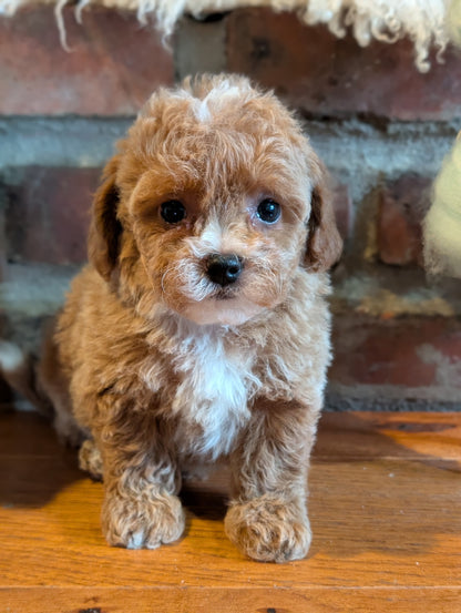 Small brown and white puppy standing on a wooden floor with a brick wall background