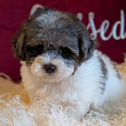 Small black and white puppy on a fluffy surface with a red blanket in the background
