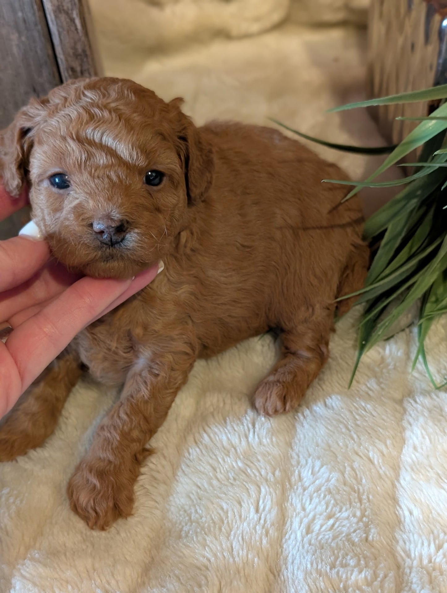 Ultra-mini, Female Red Goldendoodle