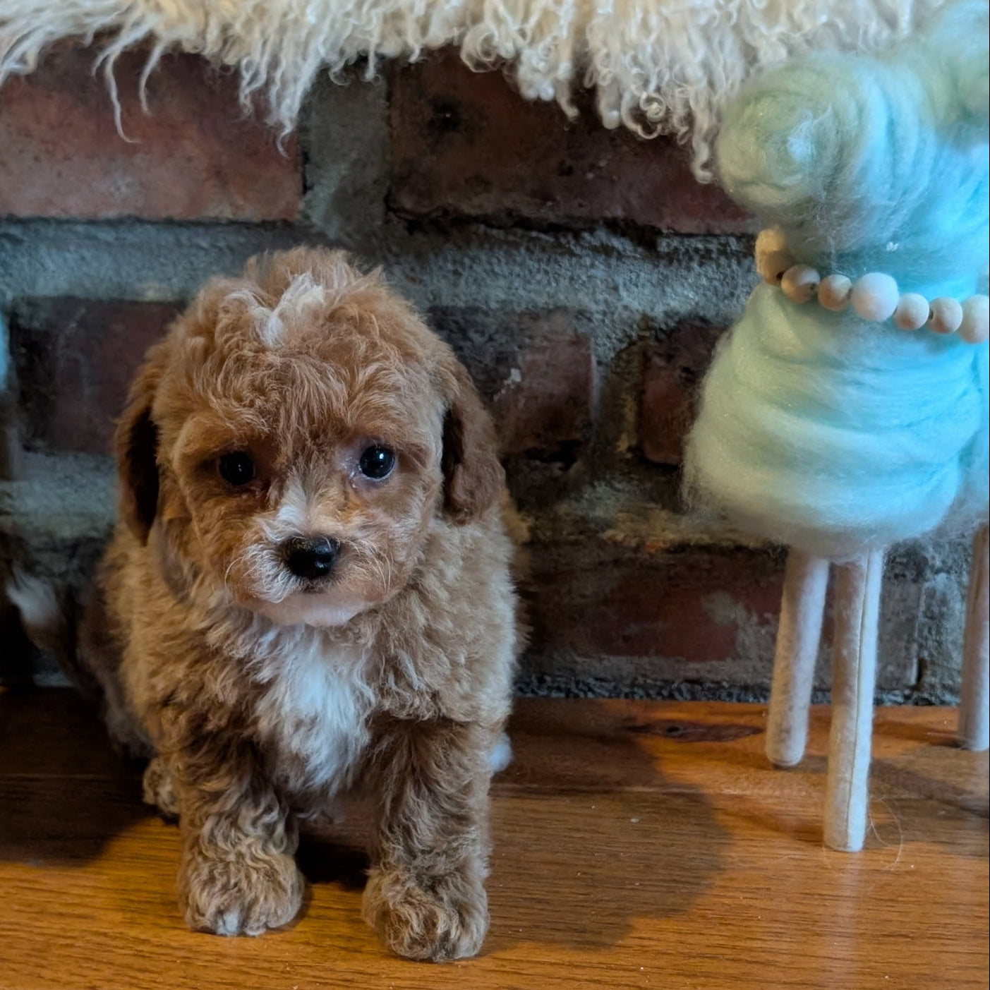 Small brown dog standing on a wooden floor with a textured white rug and brick wall in the background.