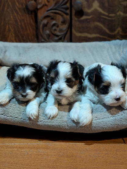 Playful Male Biewer Morkies