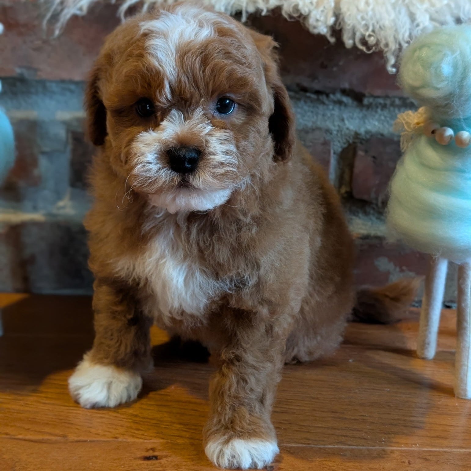 Small brown and white puppy standing on a wooden floor with a textured wall and decorative items in the background.
