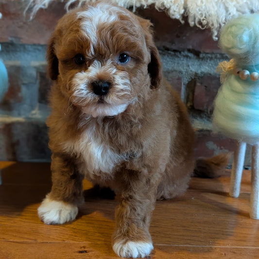 Small brown and white puppy standing on a wooden floor with a textured wall and decorative items in the background.