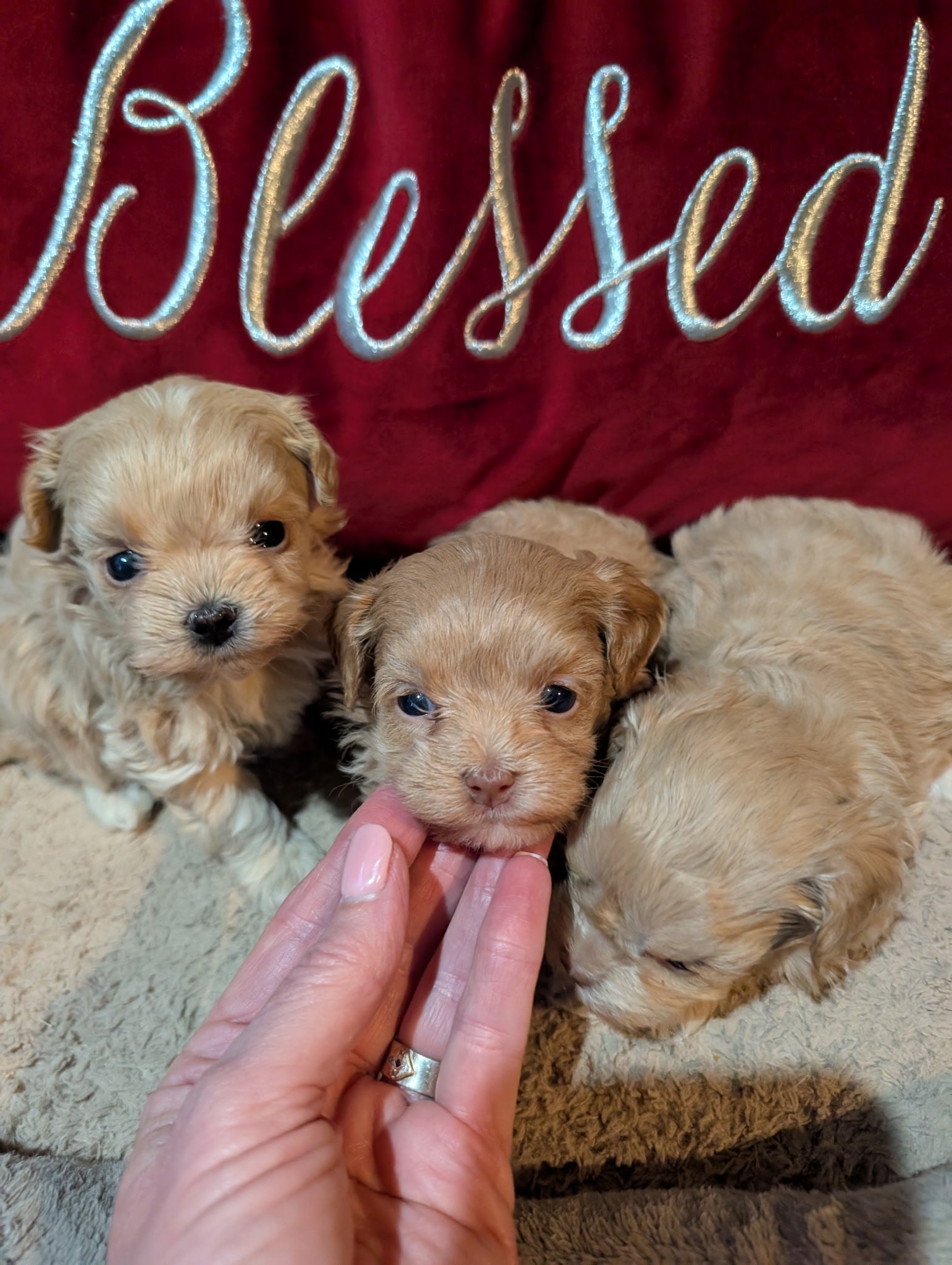 Three puppies being held by a hand with a red blanket in the background featuring the word 'Blessed'.