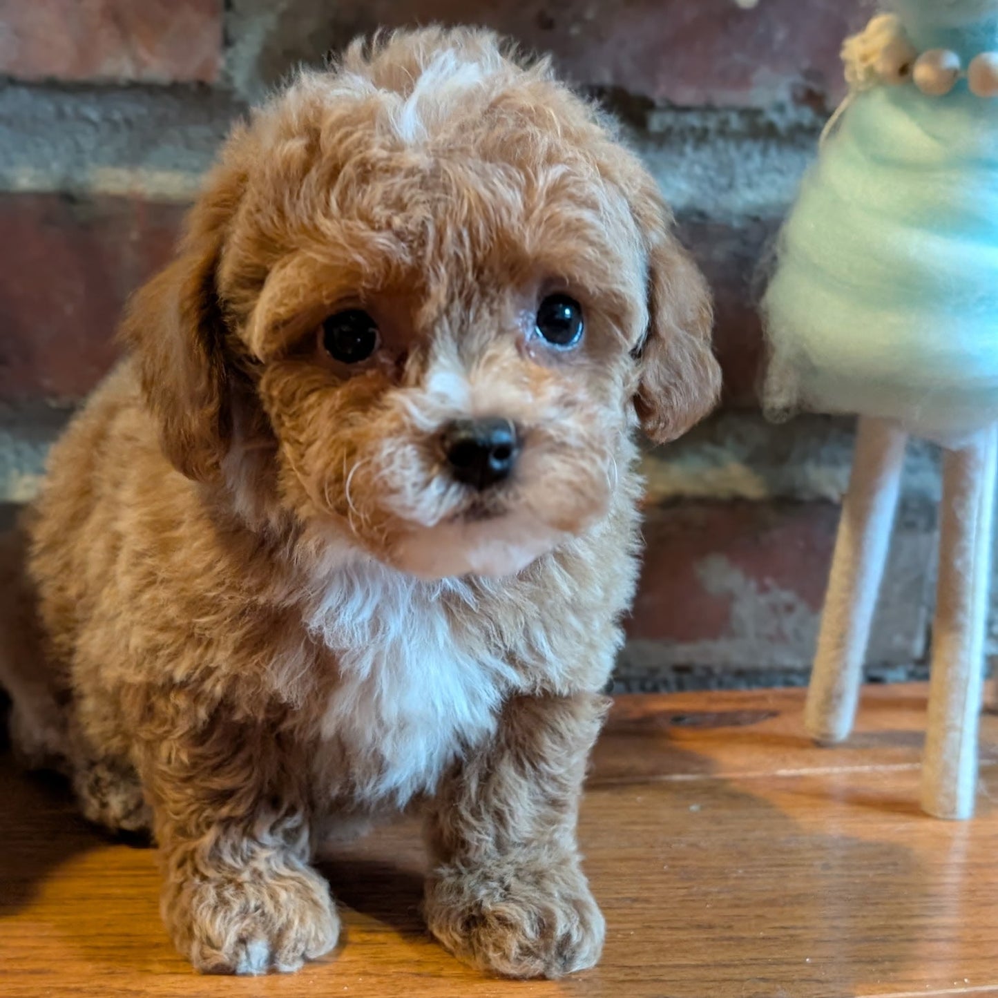 Small brown and white puppy standing on a wooden floor.