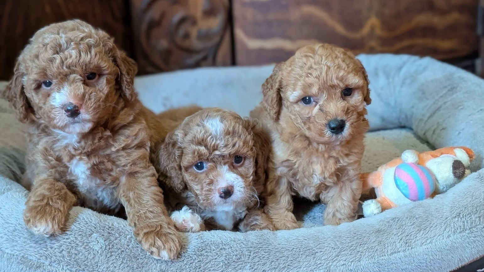 Three puppies on a dog bed with a wooden cabinet in the background