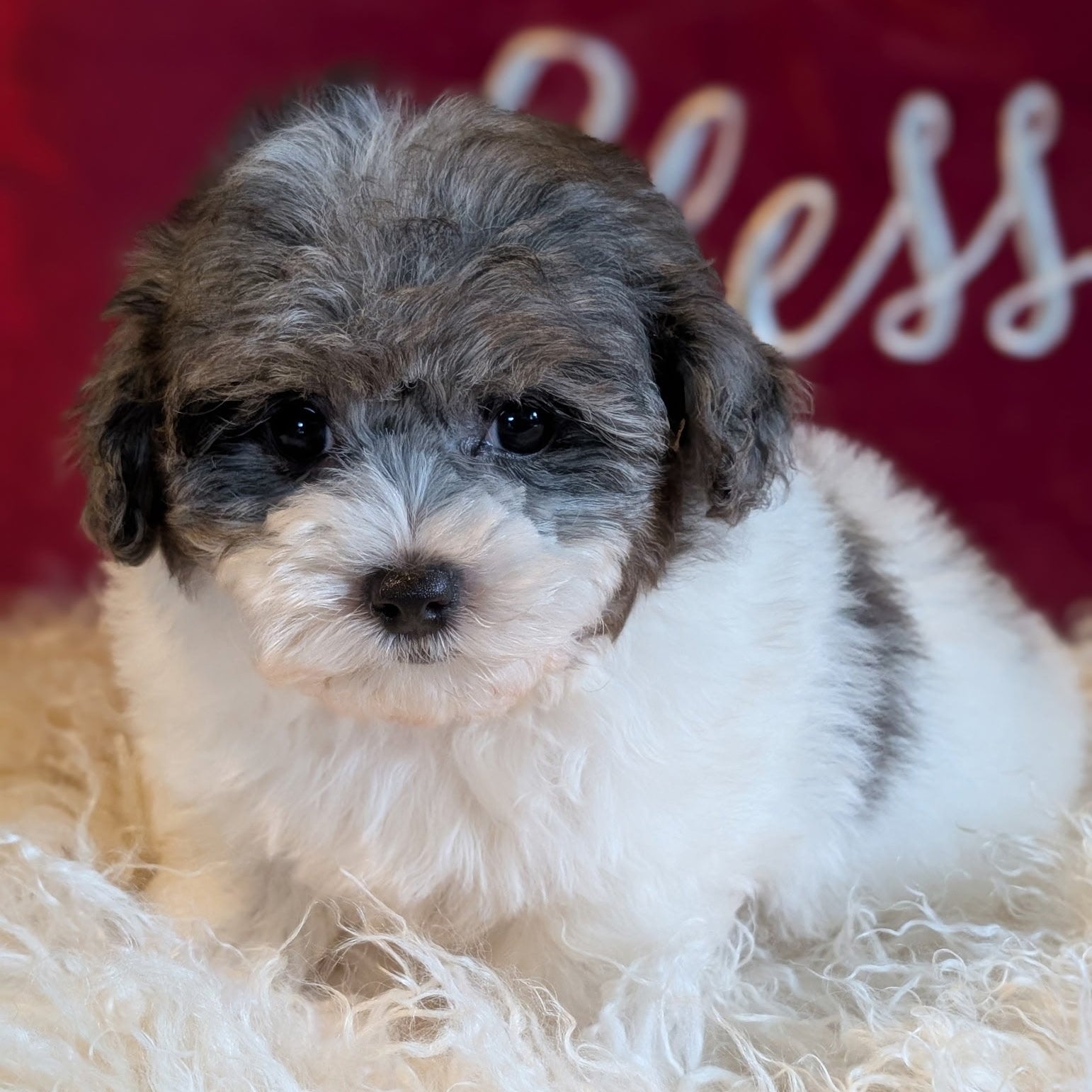 Puppy with a red blanket and 'Bless' text in the background