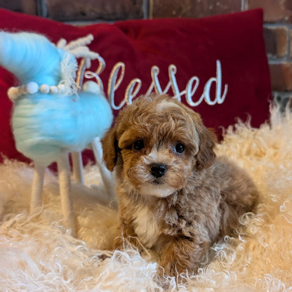 Puppy sitting on a fluffy surface with a 'Blessed' pillow and blue toy in the background.