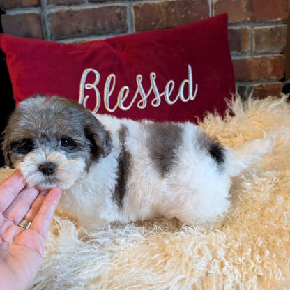 Small dog lying on a fluffy surface with a red pillow in the background that says 'Blessed'.
