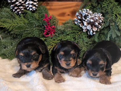 Little boy Yorkies born November 11