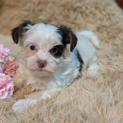 Female Biewer Yorkies