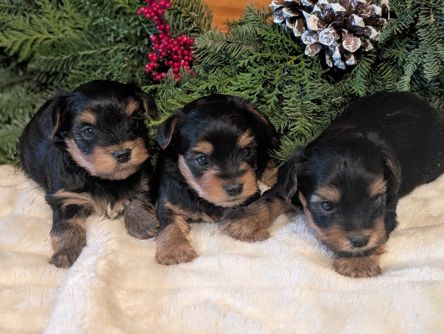 Little boy Yorkies born November 11