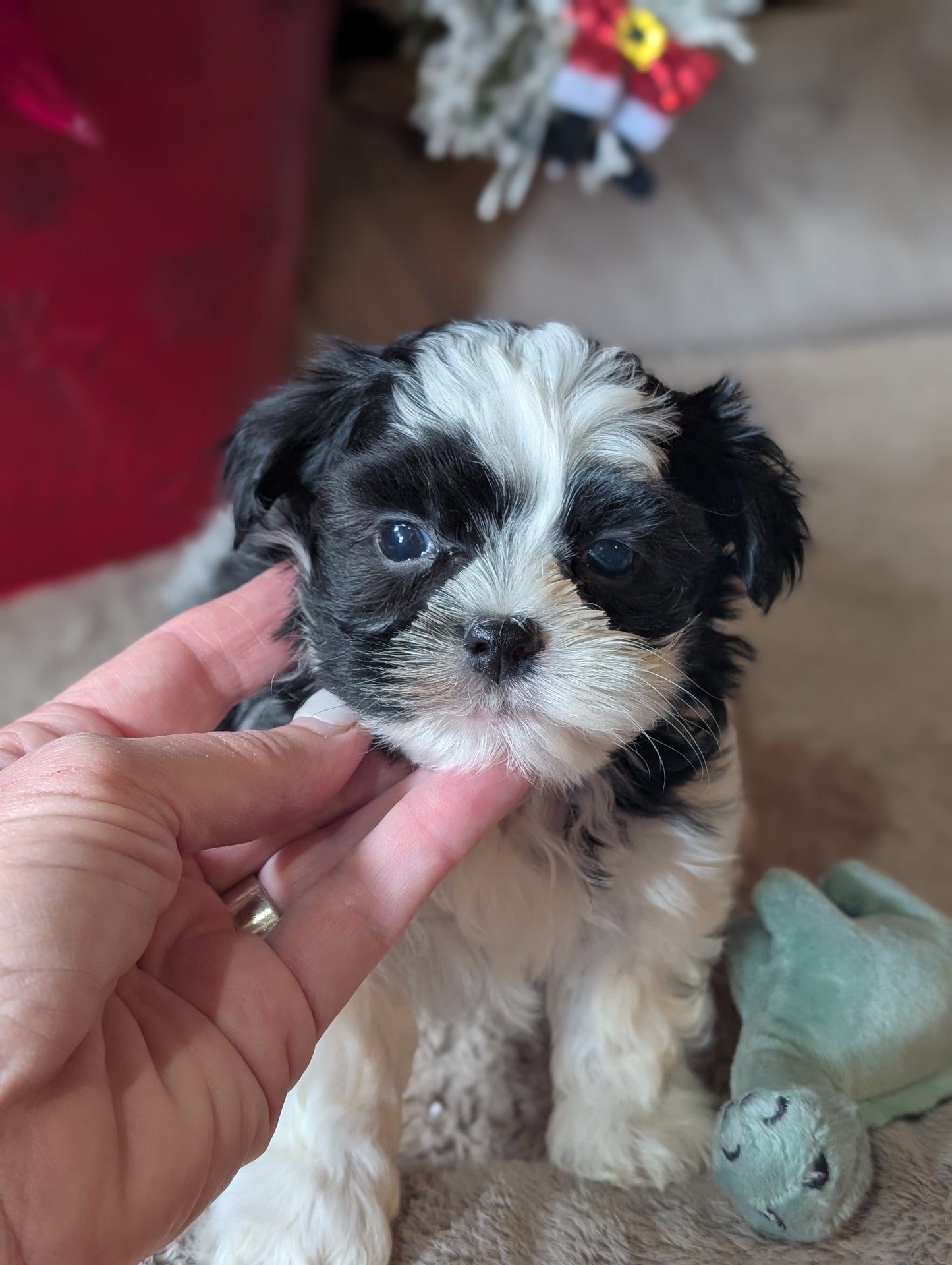 Male Biewer Morkie born October 30