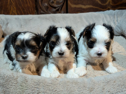 Playful Male Biewer Morkies