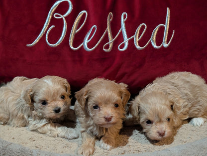 Taking deposits NOW!! Tiny Maltipoos
