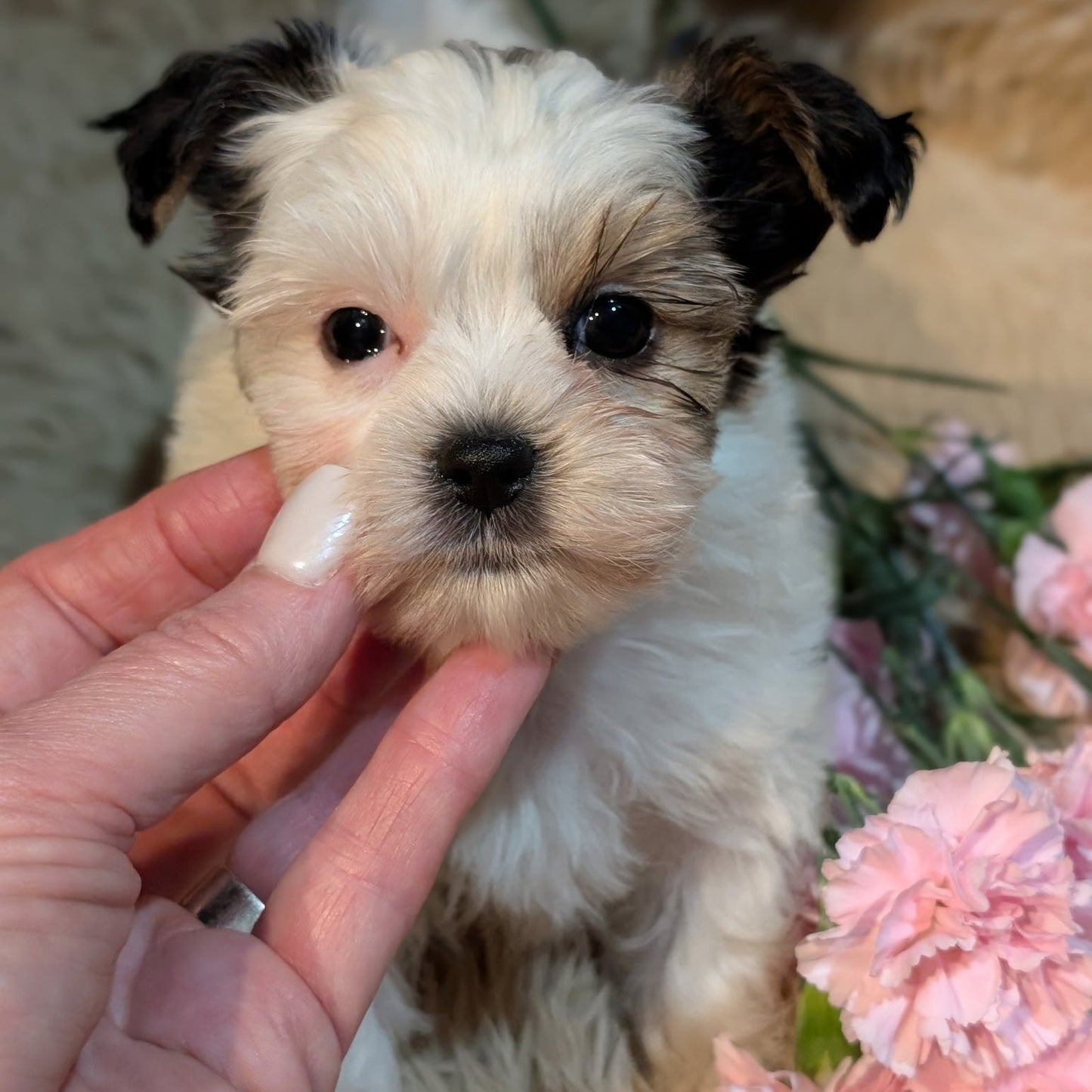 Female Biewer Yorkies