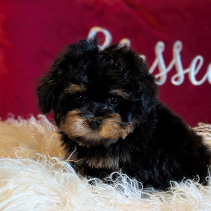 Small black and brown puppy sitting on a fluffy white surface with a red background.