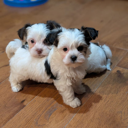 Two small black and white puppies on a wooden floor