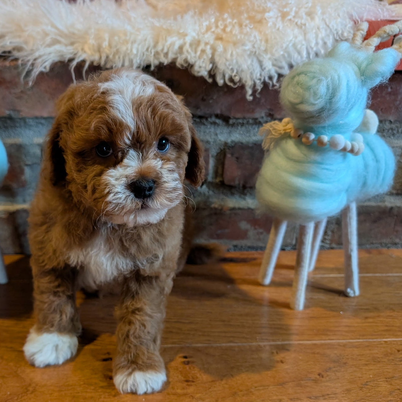 Small brown dog standing on a wooden floor with two small stools and decorative items in the background.