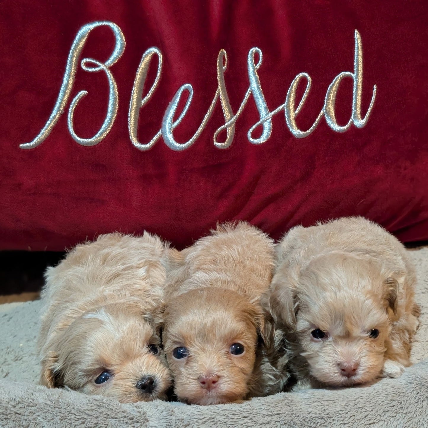 Three puppies lying on a blanket with a red pillow behind them that has 'Blessed' embroidered on it.