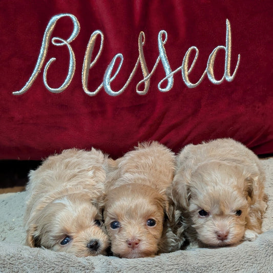 Three puppies lying on a blanket with a red pillow behind them that has 'Blessed' embroidered on it.