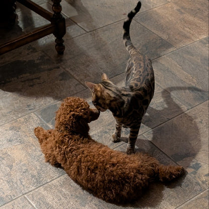 Cat and dog interacting on a tiled floor