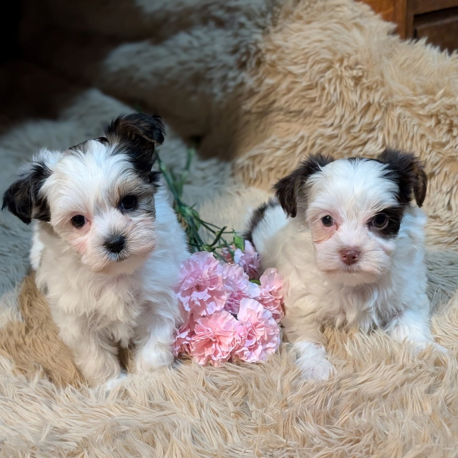 Two small puppies sitting on a fluffy surface with pink flowers.