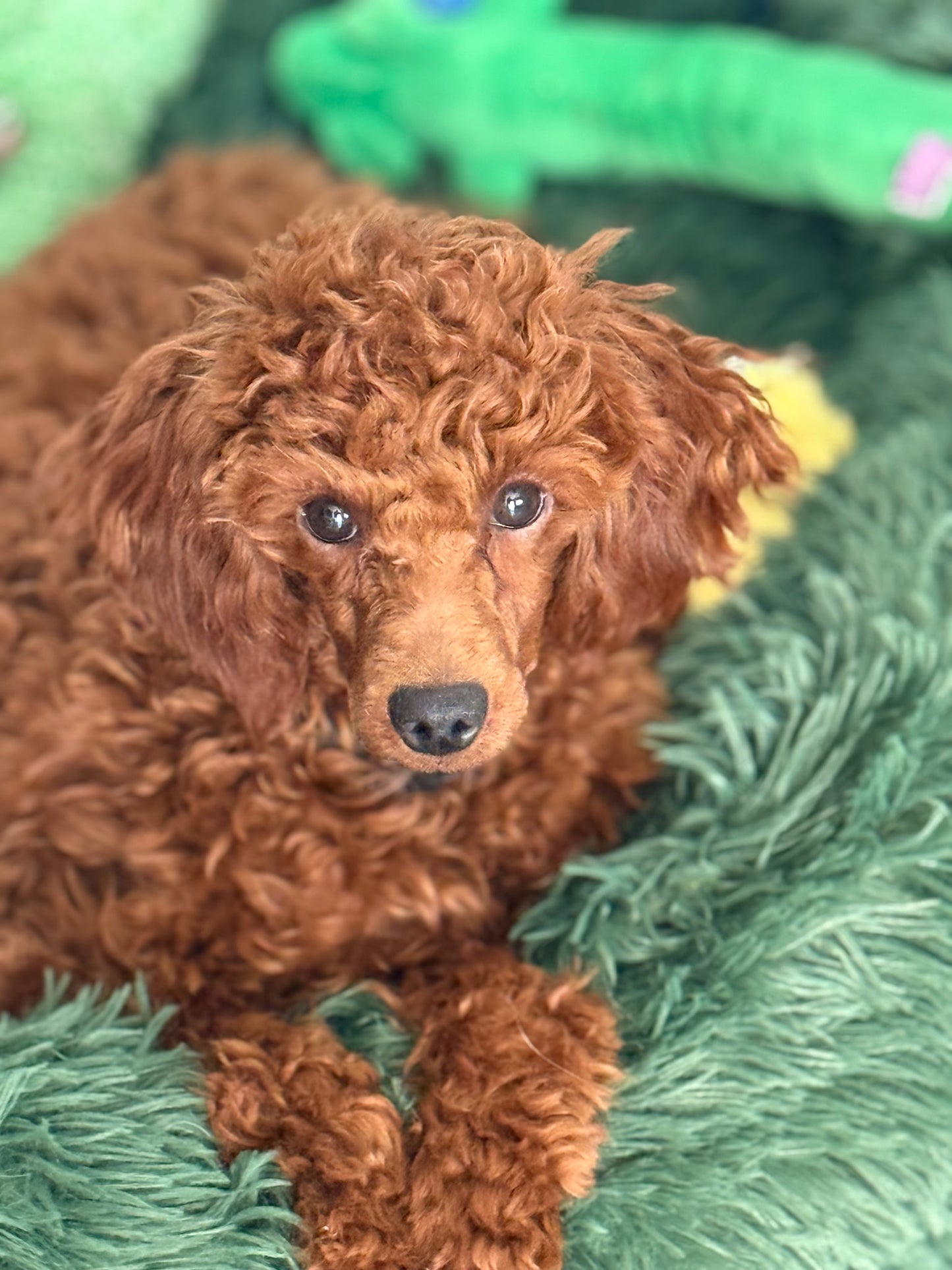 Brown dog lying on a green textured surface
