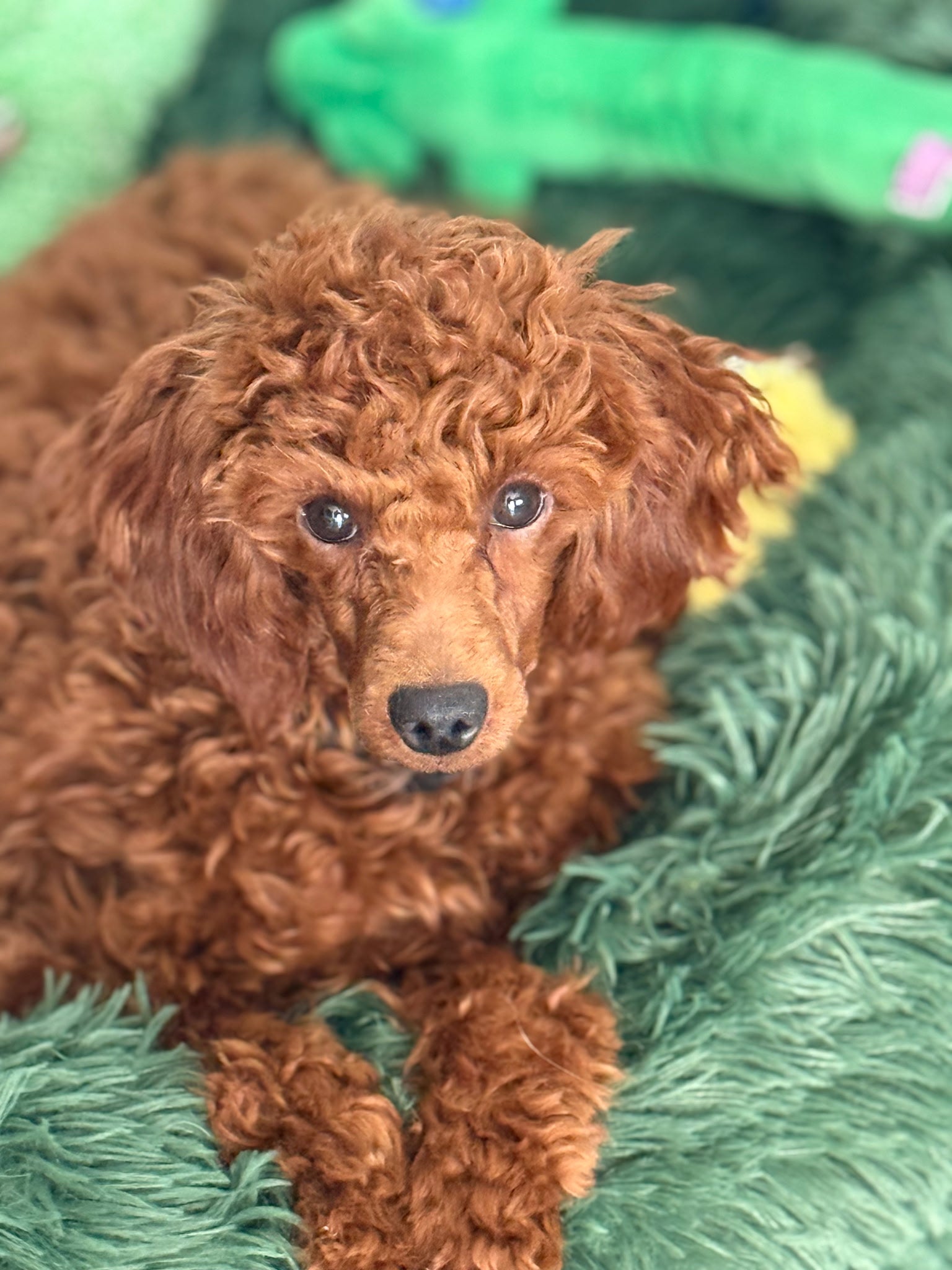Brown dog lying on a green textured surface