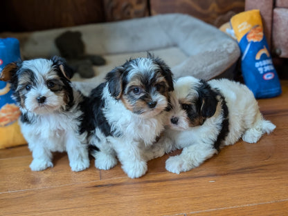 Male Biewer Morkies