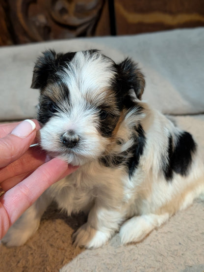 Sweet & Loving Female Biewer Morkies