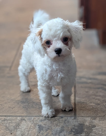 Price drop on these super sweet Male Shihpoos