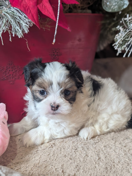 Female Biewer Morkie born October 30