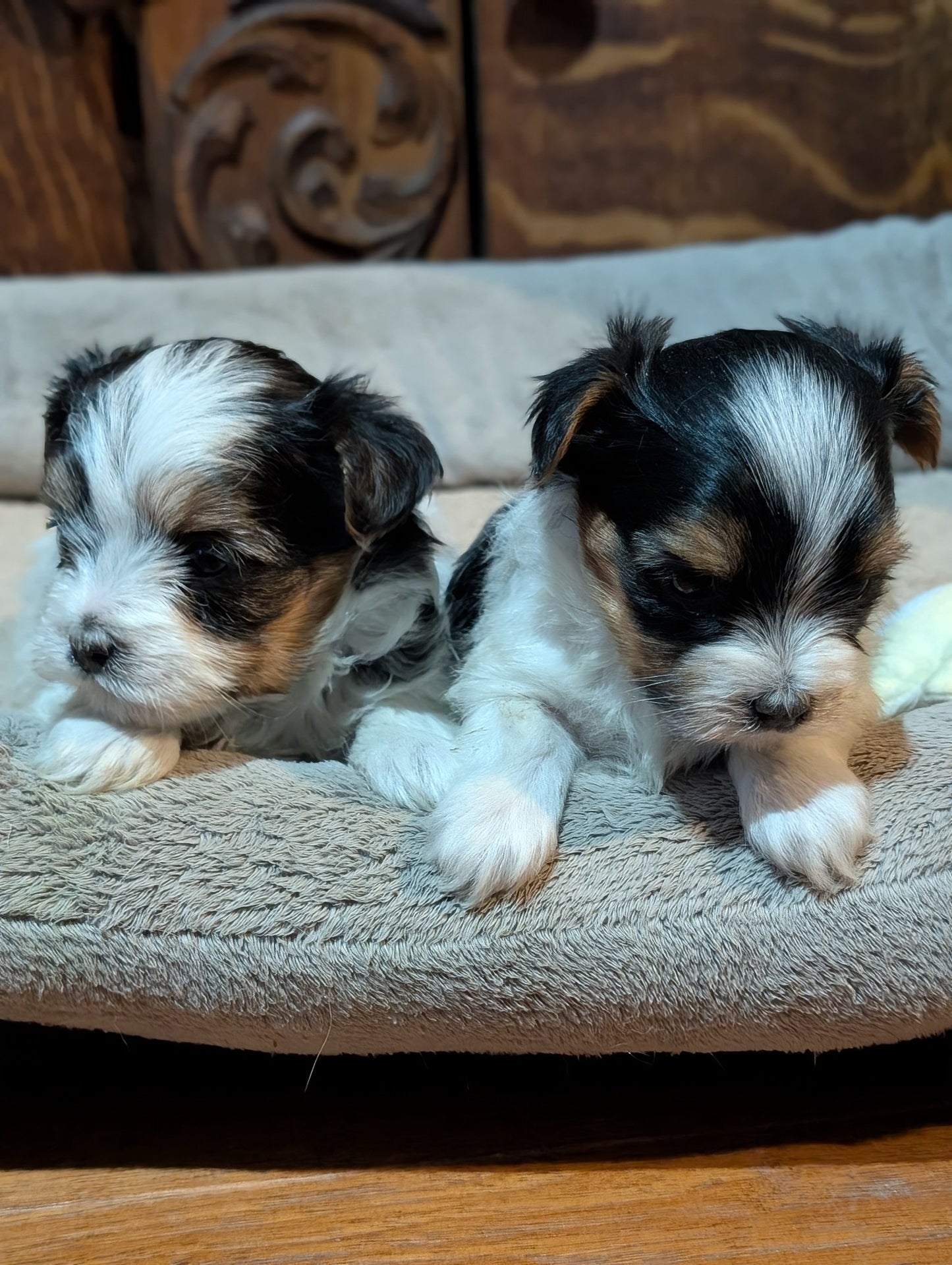 Sweet & Loving Female Biewer Morkies