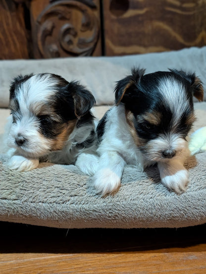 Sweet & Loving Female Biewer Morkies